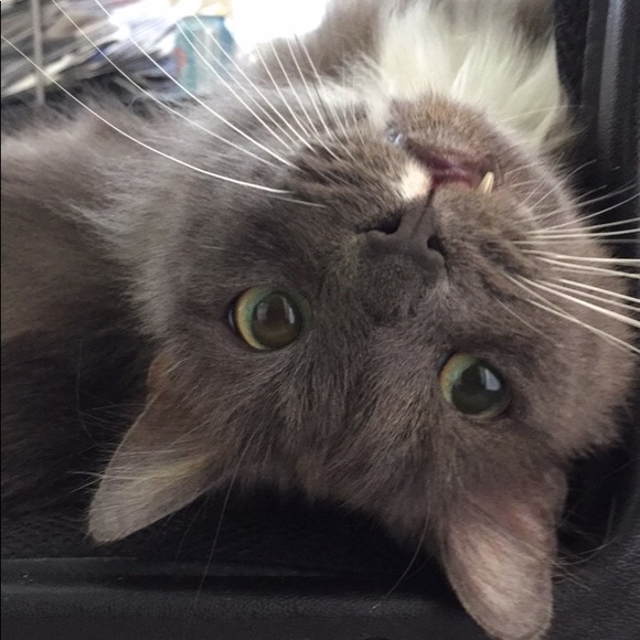 Meet your posher, Rayna 🙂 - Picture 6 of 7